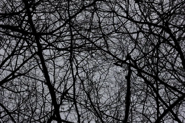 恐ろしい夜に森の中のシルエットの枯れ木や枝 自然とハロウィーンの恐怖の背景 — ストック写真