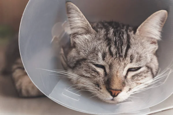 Ameliyattan sonra kafasında veteriner plastik koni ya da E-Collar (Elizabethan Collar) ile uyuyan genç amerikan kısa kedisi. Hayvan sağlığı ve hayvan sağlığı konsepti