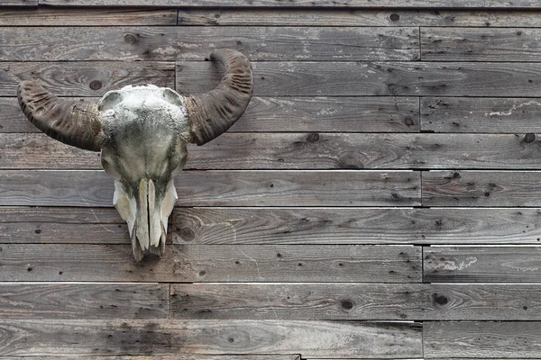 Buffalo Head Bone Hanging Old Wooden Wall Buffalo Head Bone — Stock Photo, Image