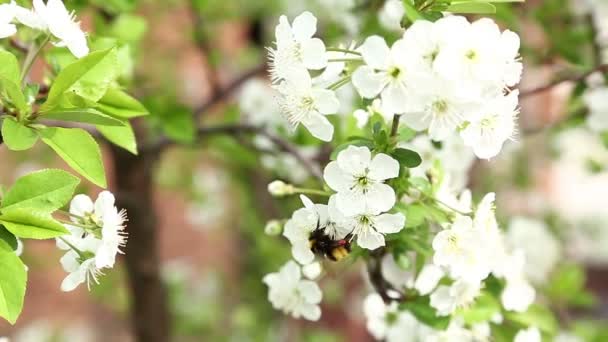 Čmelák na třešňový strom květy — Stock video