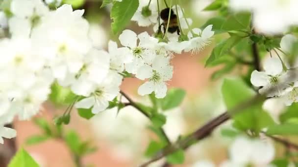 Шмель на цветущей вишне — стоковое видео