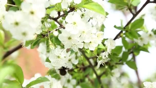 Bumblebee on cherry tree's blossoms — Stock Video