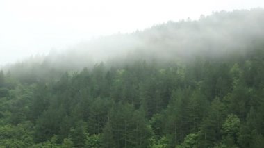 Sisli orman - zaman aralıklı çekim - Full Hd