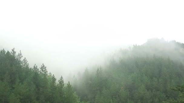 Туманный лес - Временной разрыв - Full HD — стоковое видео