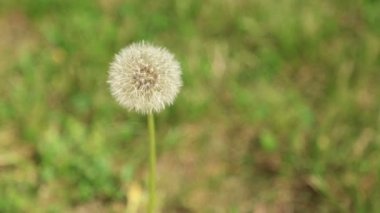 Tek karahindiba portre