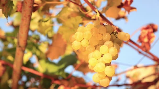 Ripe white grape inspected by farmer — Stock Video