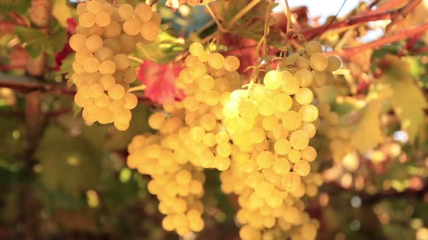 Ripe white grape inspected by farmer — Stock Video