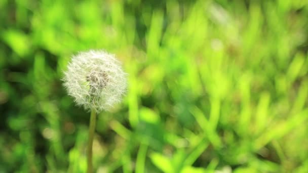 Single dandelion closeup — Stock Video