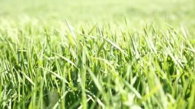 yeşil çimenler yakın