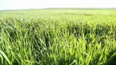 yeşil çimenler yakın