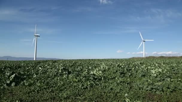 Wind turbines on green field — Stock Video