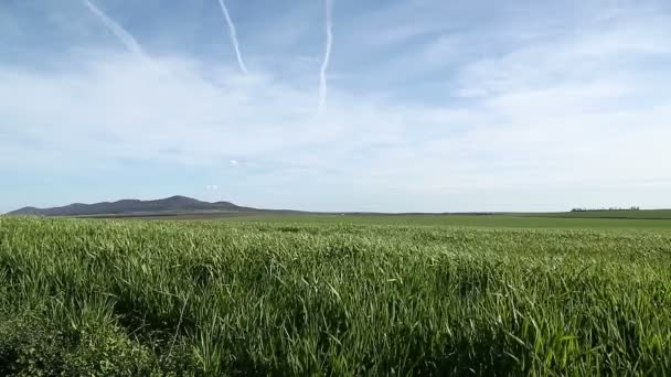 Vita moln på himlen — Stockvideo