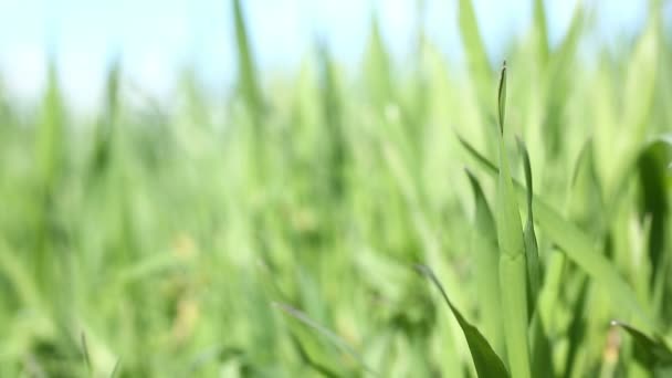 Green grass close up — Stock Video