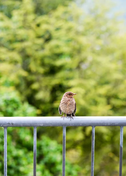 年轻的黑鸟坐在花园的金属阳台栏杆上 Turdus Merula — 图库照片