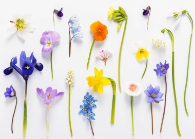 Taze bahar çiçeklerinin renkli çiçek karışımı. Bir bitkinin yaratılması. Çiçek arka planı.