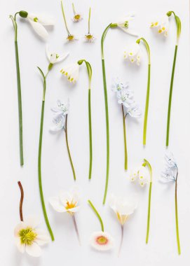 Beyazlı taze bahar çiçekleri koleksiyonu. Bir bitkinin yaratılması. Çiçek arka planı.