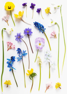 Renkli yabani bahar çiçekleri seti. Bir bitkinin yaratılması. Çiçek arka planı.