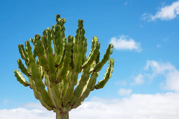 Minimalistický Vzor Vysokého Kaktusu Který Roste Volně Volně Minimální Tropický — Stock fotografie