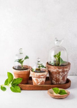 Eski terracotta saksılarına cam takunyalı ya da zilli ortanca bitkileri. Ev işleri konsepti. Seçici odaklanma. Boşluğu kopyala.
