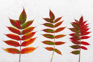 Aydınlık taş zemininde geyik boynuzu sumac ağacının renkli sonbahar yaprakları. (Rhus typhina) Bitki örtüsü için doğa kolajı yap. Üst görünüm.