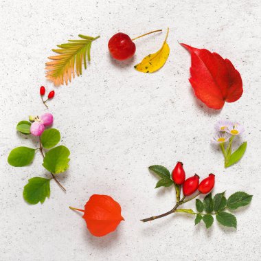 Çerçeve, çeşitli sonbahar yaprakları, böğürtlen ve daire şeklinde çiçekler. Kare resim. Üst Manzara. Boşluğu kopyala.