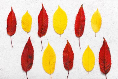 Kuş kirazının renkli sonbahar yaprakları ve ışık taşı arka planında zıplayan boynuzlu kiraz. Bitki örtüsü için doğa kolajı yap. Üst görünüm.