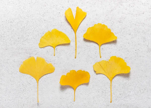 Yellow autumn leaves of ginkgo tree on the light stone background. (Ginkgo biloba L.) Fall nature collage for herbarium. Top view.