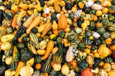 Renkli kabak ve kabak çeşitleri. Renk eğimli arkaplan. Mevsimlik geleneksel festival, Cadılar Bayramı ve Şükran Günü.