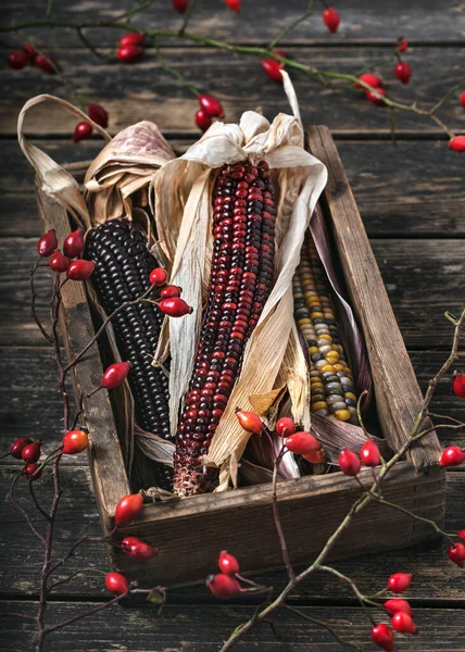 異なる色の乾燥インドのトウモロコシのコブとの生活や古い木製の箱に腰の枝をバラ 素朴な様式 — ストック写真