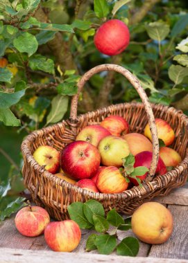 Açık havada bir elma ağacının yanında dokuma sepetinde olgunlaşmış elmalar. Sonbahar hasat kavramı doğal üretimi, sürdürülebilir tarımı ve sağlıklı yaşam tarzını temsil eder..