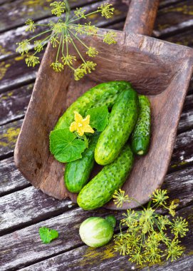 Sarı çiçekli taze salatalıklar ve eski bir masadaki ahşap bir kepçe içinde dereotu çiçekleri. Canlı yeşil sebzeler ve klasik kırsal cazibe ile doğal organik hasat kavramı.