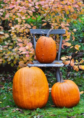 Altın yaprakların arasında, kırsal bir sandalyede farklı boyutlarda balkabakları ve dokular. Sıcak kırsal sonbahar havası hasat, Şükran Günü ve Cadılar Bayramı dekorasyon kavramları için mükemmel. (Cucurbita pepo)