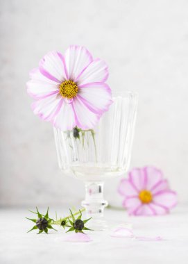 Şeffaf bir bardakta pembe ve beyaz bir Meksika paskalyası (Cosmos bipinnatus) olan zarif bir çiçek aranjmanı. Kırılgan taç yaprakları, sarı çekirdek ve yumuşak pastel tonlar. Çiçeksel kavram.