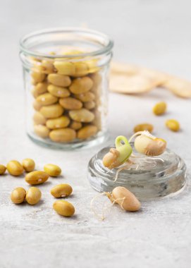 Temiz tohumlu organik kanarya veya Mayocoba fasulyesi (Fhaseolus vulgaris). Tohum yetiştirme, baklagil çeşitleri, doğal besin malzemeleri, bitki büyümesi ve sürdürülebilir besin kavramları.