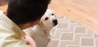 Labrador Köpeği 'nin yanındaki adamın yukarıdan görünüşü bulanık ön plan, pankart