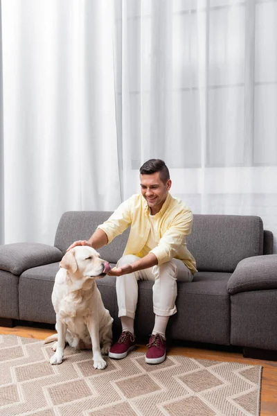 Labrador Dog Sticking Out Tongue Cheerful Man Sitting Couch Home — Stock Photo, Image