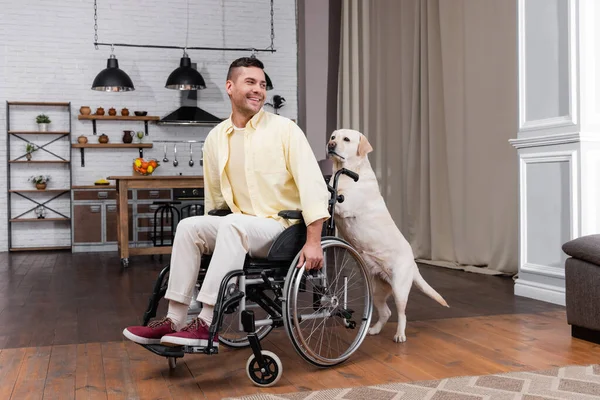 Labrador Cão Empurrando Cadeira Rodas Com Alegre Homem Com Deficiência — Fotografia de Stock