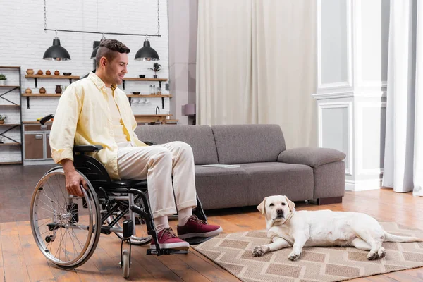 Disabled Man Wheelchair Smiling While Looking Labrador Lying Carpet — Stock Photo, Image