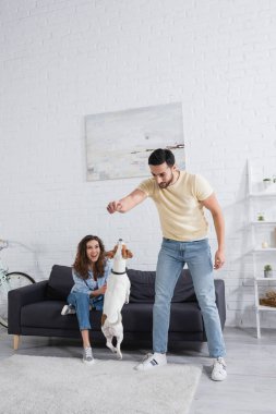 Müslüman adam, Jack Russell Terrier 'ın üzerinde evcil hayvan maması tutuyor. Neşeli kadının yanında. 