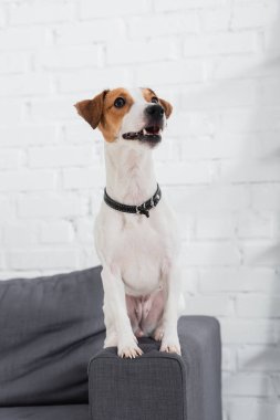 jack russell terrier looking away while sitting on sofa clipart