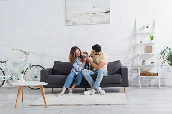 Cheerful Interracial Couple Petting Jack Russell Terrier Modern Living Room — Stock Photo, Image