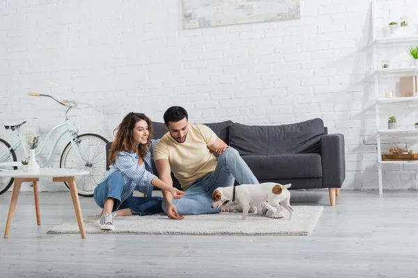 Cheerful Interracial Couple Sitting Jack Russell Terrier Modern Living Room — Stock Photo, Image
