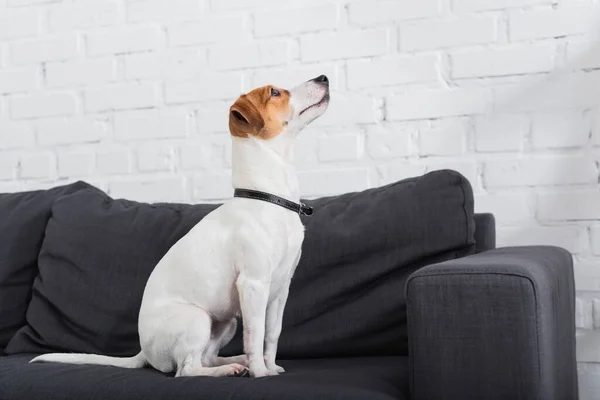 Jack Russell Terrier Schaut Weg Während Auf Der Couch Sitzt — Stockfoto