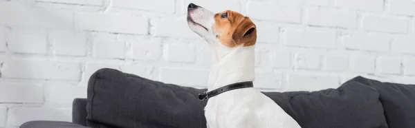 Jack Russell Terrier Mirando Hacia Casa Pancarta —  Fotos de Stock