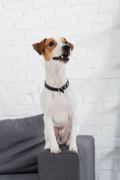 Jack Russell Terrier Odwraca Wzrok Siedząc Kanapie — Zdjęcie stockowe