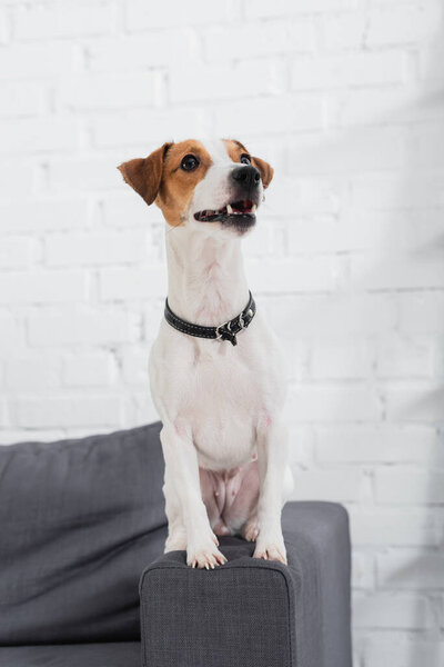 jack russell terrier looking away while sitting on sofa