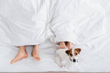 Battaniyenin altındaki çıplak ayaklı çiftin, yatakta Jack Russell Terrier 'ın yanında yattığını gördüm.