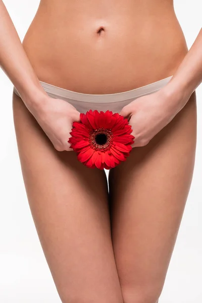 Close Vista Mãos Femininas Segurando Flor Gerbera Vermelha Perto Área — Fotografia de Stock