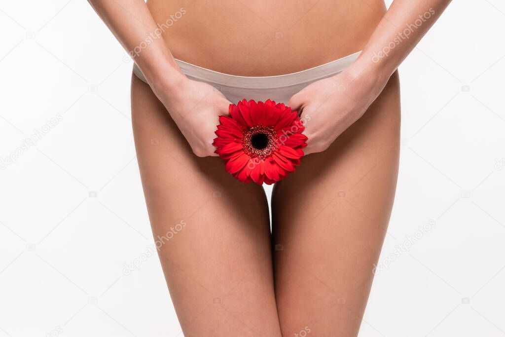 partial view of female hands holding red gerbera near bikini area isolated on white