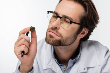 Gözlüklü düşünceli bir doktor, beyaz üzerinde kurumuş tıbbi esrar tutuyor.